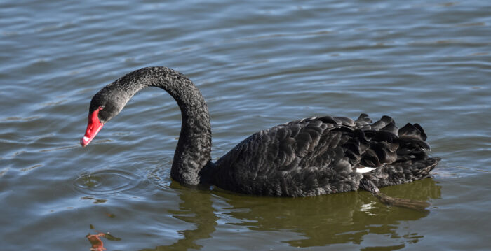 外来黑天鹅攻击本地白天鹅 遭英国小镇驱逐