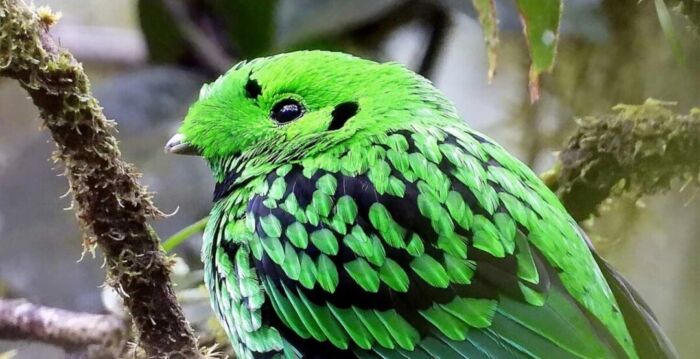 组图：婆罗洲雨林岛独有的鸟类奇观