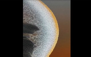 錢塘江現「月亮潮」 直徑300米橫跨江面