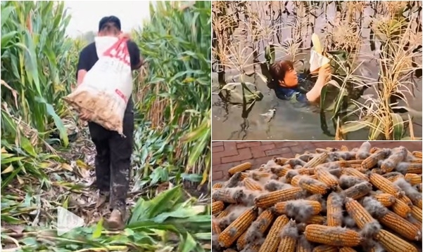 河南秋收季节雨连绵 玉米花生大面积长芽发霉