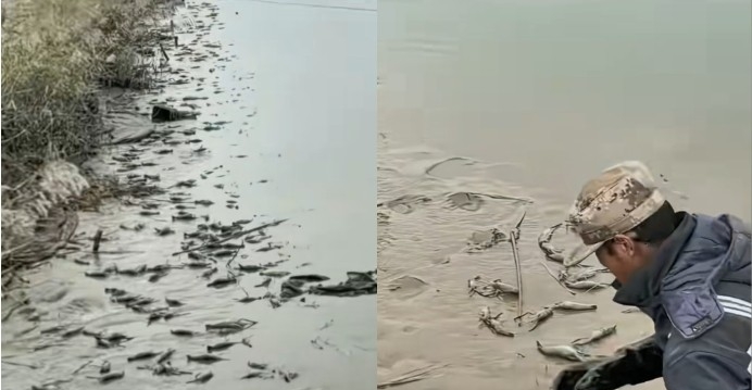 气温骤降 辽宁一养殖户数万斤罗氏虾一夜冻死