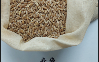 美國進口春麥真菌毒素超標