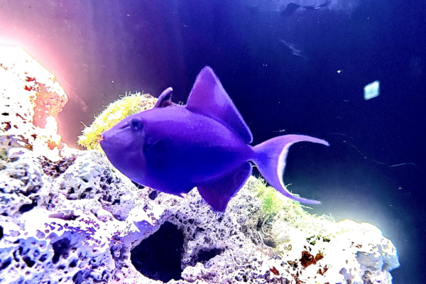 冬の水族馆恋爱物语 勇敢告白在海里大喊“我爱你”