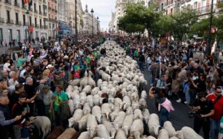組圖：西班牙迎傳統遊牧節 羊群占領首都街頭