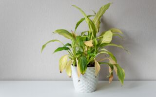 盆栽植物的葉子變黃怎麼救?專家教你方法