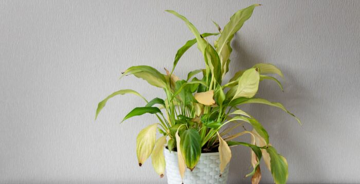 盆栽植物的叶子变黄怎么救？专家教你方法