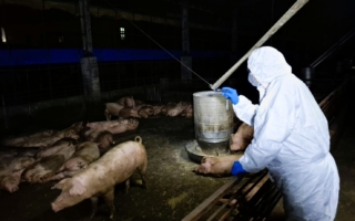 台中或成非洲猪瘟破口 议员批错失黄金防疫期