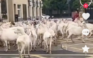 陜西一街道辦驚現羊群「上訪」 引發熱議