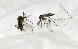冰島首度發現蚊子 全球唯一無蚊國家失守
