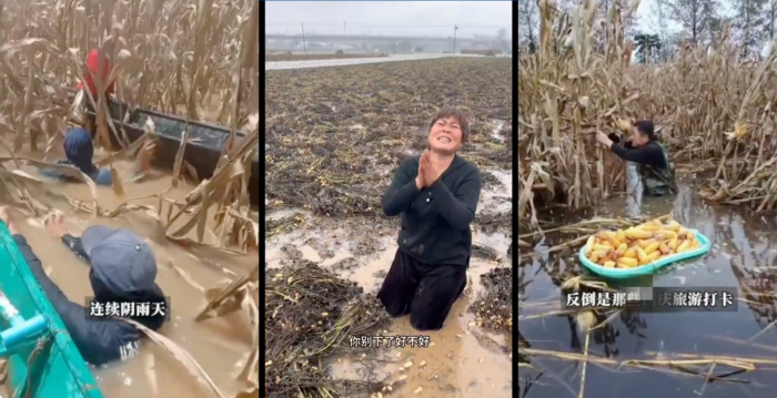 秋收在即逢连阴雨 中国多地农民损失惨重