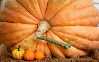 為何南瓜可以長成上千公斤重的巨無霸？
