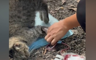 廣州動物血庫產業曝光 流浪貓被抽乾血