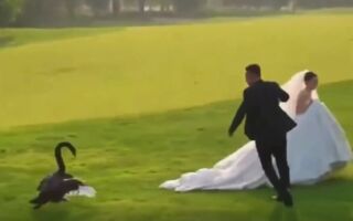 山東新人拍婚照黑天鵝欲「搶新娘」 視頻走紅