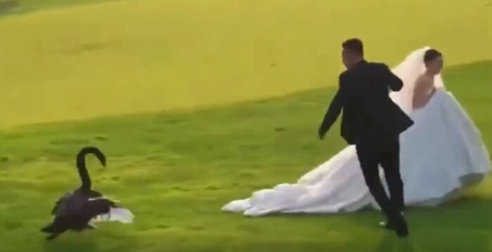 山东新人拍婚照黑天鹅欲“抢新娘” 视频走红