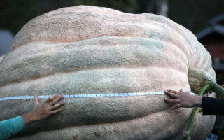 英雙胞胎兄弟種出世界最大南瓜 重達1279公斤