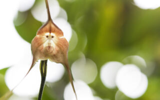 植物界的「美猴王」瀕臨絕種 專家示警