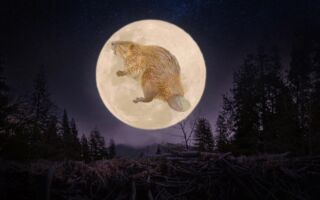 今年最大超級月亮——「河狸月」將登場