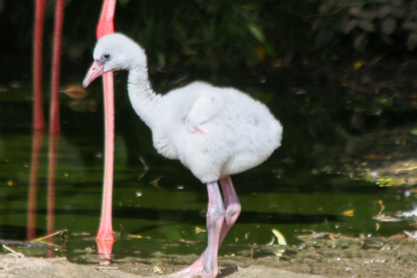 年幼火烈鳥翻牆逃出英國野生動物保護區