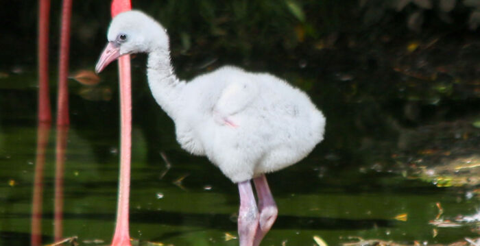年幼火烈鸟翻墙逃出英国野生动物保护区