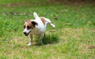 為什麼小狗會吃草？ 這種行為正常嗎？