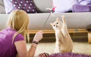 法國小貓常闖入鄰居花園 飼主被罰上千美元