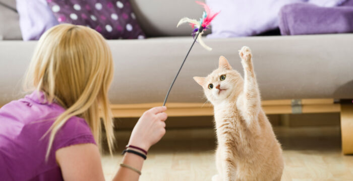 法国小猫常闯入邻居花园 饲主被罚上千美元