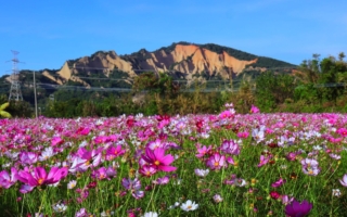 火炎山下的粉色花毯