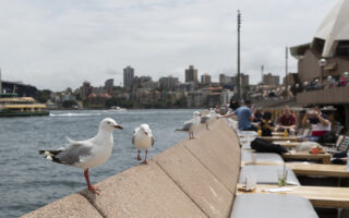 海鷗搶你的食物？ 專家教你用這招應對