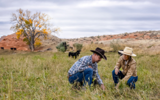 【獨家】遠離農藥化肥 美牧場主探索傳統之路