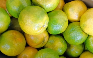 酸甜椪柑正當時 挑選5訣竅