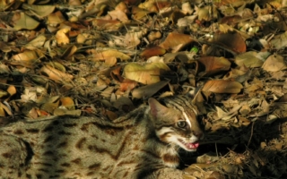 睽違31年石虎再現阿里山 創嘉南區最高海拔發現紀錄