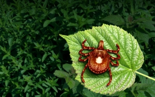 孤星蜱”虫叮咬竟夺命 新泽西州首现红肉过敏案