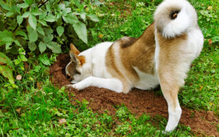 為什麼小狗會吃土？ 因為肚子餓嗎？