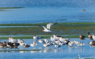 黑面琵鷺在濕地午後現身 捕捉到的珍貴畫面