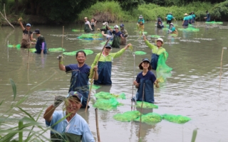 浮葉棲地 水雉漫步美景重現嘉義縣九芎埤