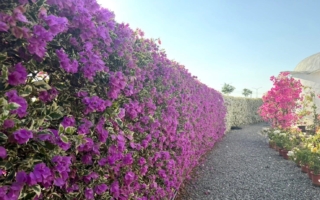 官田「藏九花園」九重葛盛放  一整片的冬日色彩