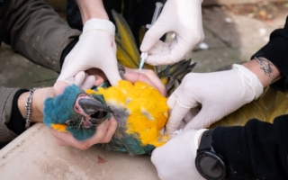 人类首例感染H5N5禽流感病毒患者死亡