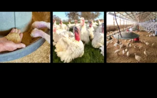 消費者為何願意買10美元一磅的有機火雞？