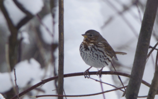 研究：加州山火使部分鳥類族群受益