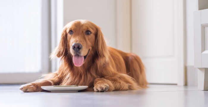 英国小狗半夜狂吠救了主人一命 获封英雄