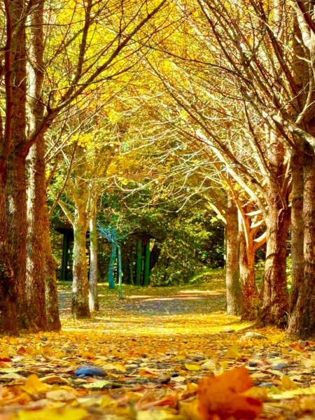 楓葉跟銀杏葉鋪成柔軟地毯,踩上去的聲音比語言真實,山林讓人放慢。