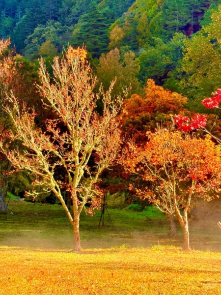 遊客只管看楓、拍個夠,秋天負責漂亮。