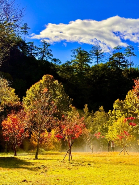 楓紅被照得更透明,像是在空氣裡寫一句話再輕輕散開。