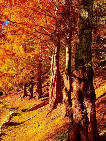 楓林長排鏡頭帶出深度,樹皮紋理清楚,是攝影家的旅行筆記。