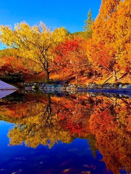 七家灣溪溪面倒映整片楓紅,沒有波瀾的日子水負責寧靜。