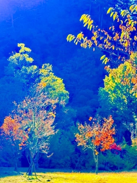 枝條上的紅楓與黃葉同框,像季節在換班,接力但不搶話。