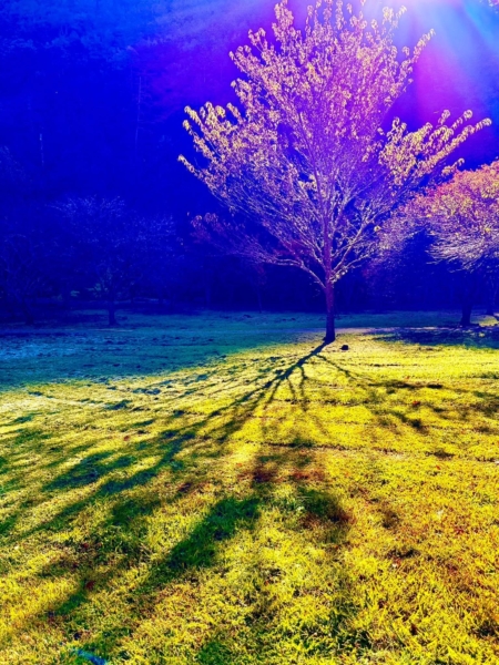 金黃的樹影落在草地,這一刻光把時間拉長,不用說得多。