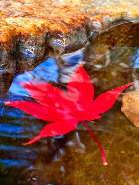 攝影家陳明忠遠從花蓮開車到武陵農場賞楓,用行動比語言更誠實。