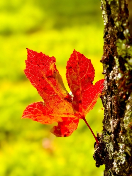 觀景車道旁的掌葉槭正在換裝,葉尖紅著,樹幹沉著。