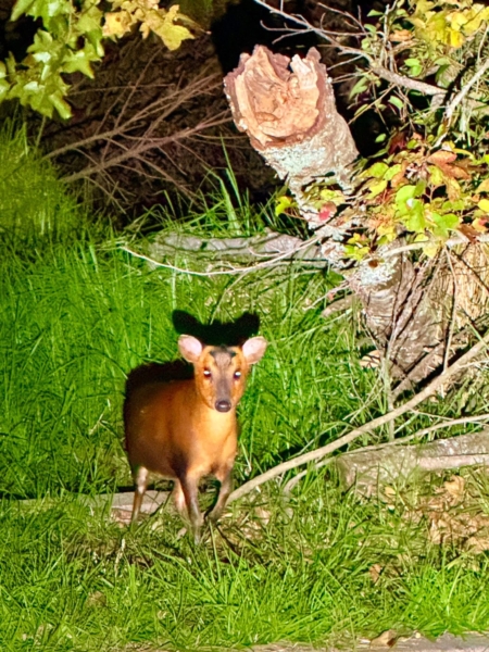 林間的小確幸。